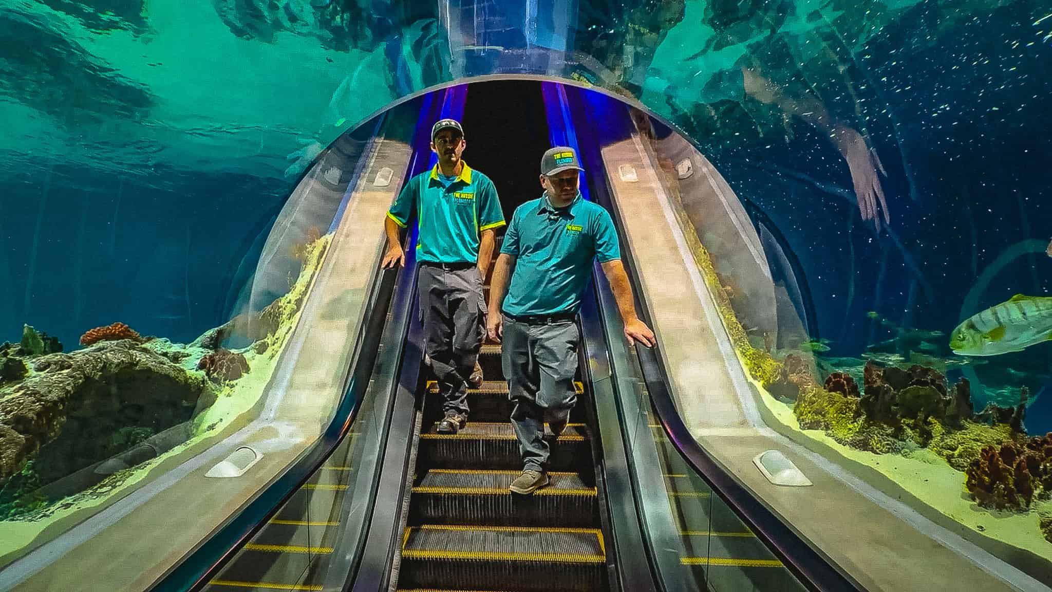 The Aussie Plumber Explores The OdySea Aquarium